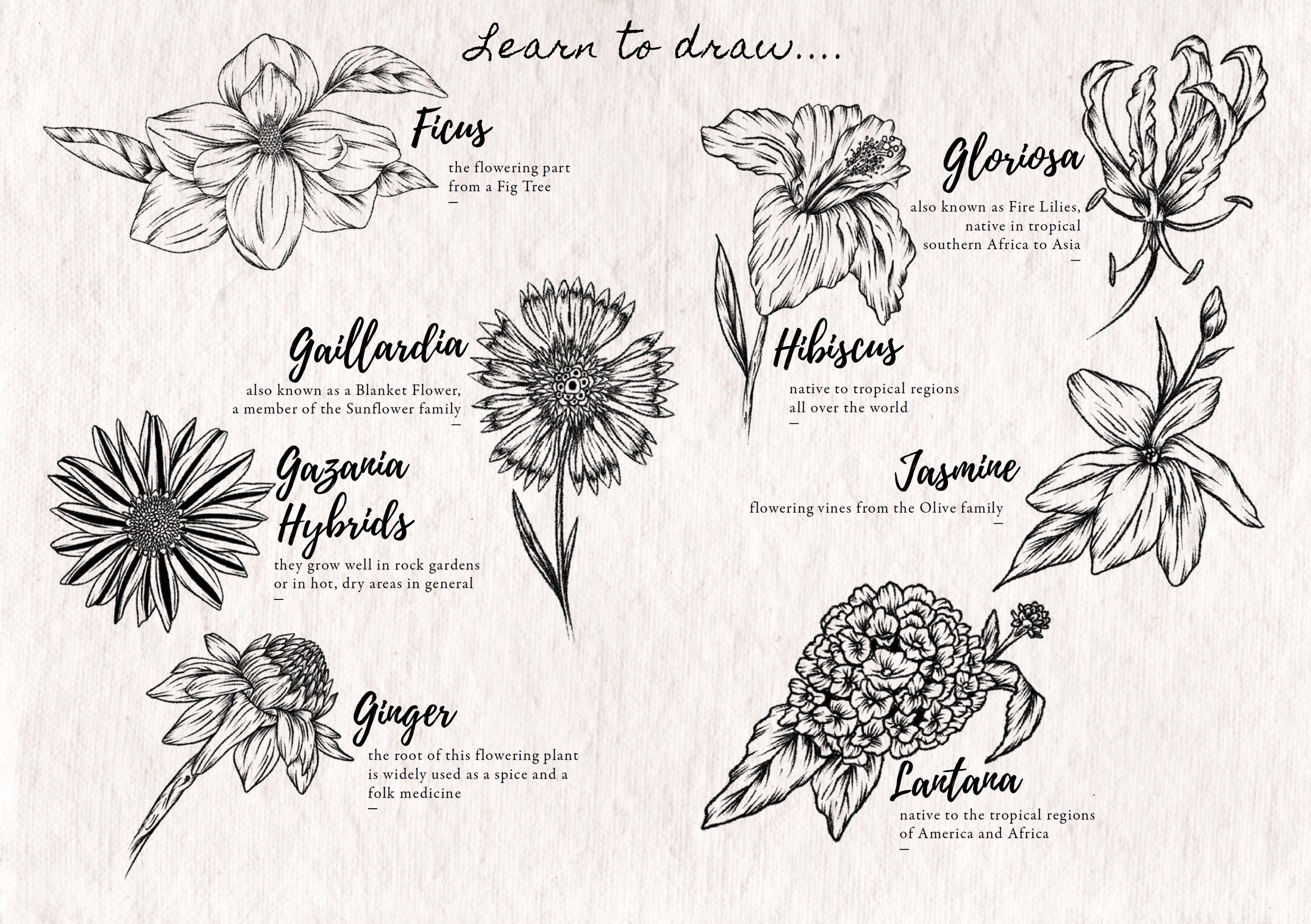 How To Draw Summer Flowers Learn How To Draw Flowers Step Etsy UK how-to-draw-summer-flowers-learn-how-to-draw-flowers-step-etsy-uk