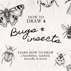 How To Draw Bugs & Insects - 4 step by step easy drawing tutorials. Instant download Procreate Sheets