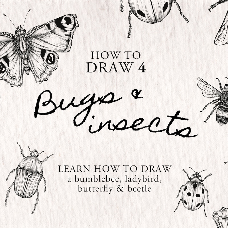 Small Insect Draw Insect Drawings - Etsy