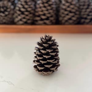 May include: A single, dark brown pine cone with a textured surface. The cone is upright, with visible scales and a natural, earthy appearance. The background shows other pine cones.