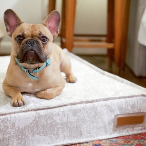 May include: A light brown French bulldog with a blue collar is lying on a white dog bed with a brown leather label. The bed has a white and gray patterned design.
