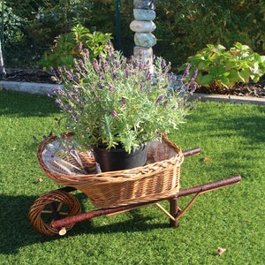 Könnte beinhalten: Eine Schubkarre aus Weidengeflecht mit einem Holzgriff, gefüllt mit einer Topfpflanze mit Lavendel und lila Blüten. Die Schubkarre steht auf grünem Gras.
