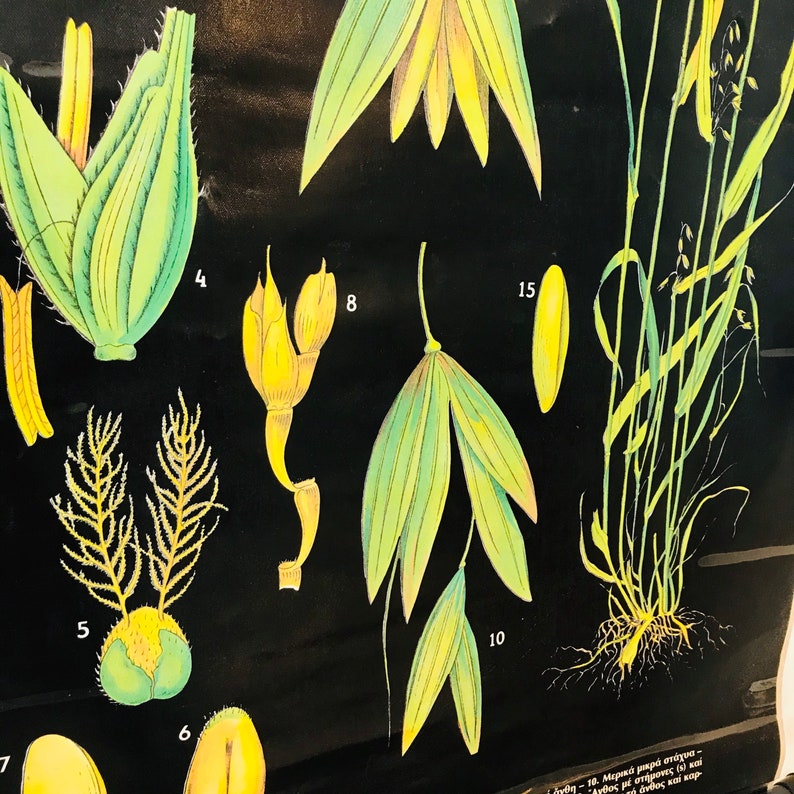 Corn Wheat Oats Double Sided Old Map School Chart - Etsy