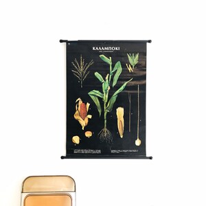 Mais, Weizen, Hafer, doppelseitige alte Karte, Schulkarte, illustrierte Vintage Karte, Wandbehangskarte.