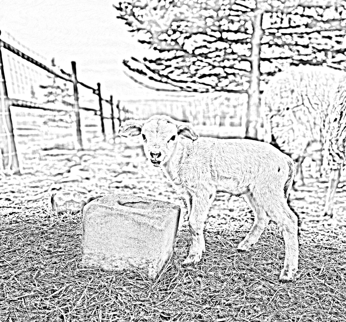 Realistic Farm Animal Colouring Pages - Etsy Canada