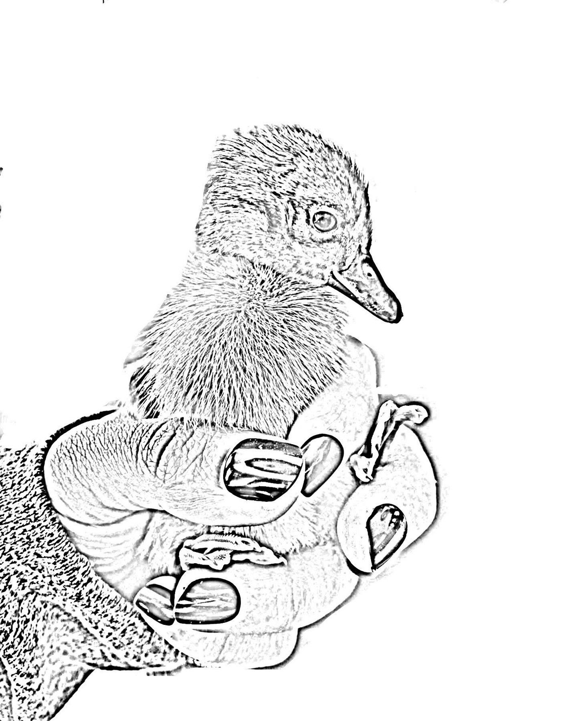 Realistic Farm Animal Colouring Pages - Etsy Canada