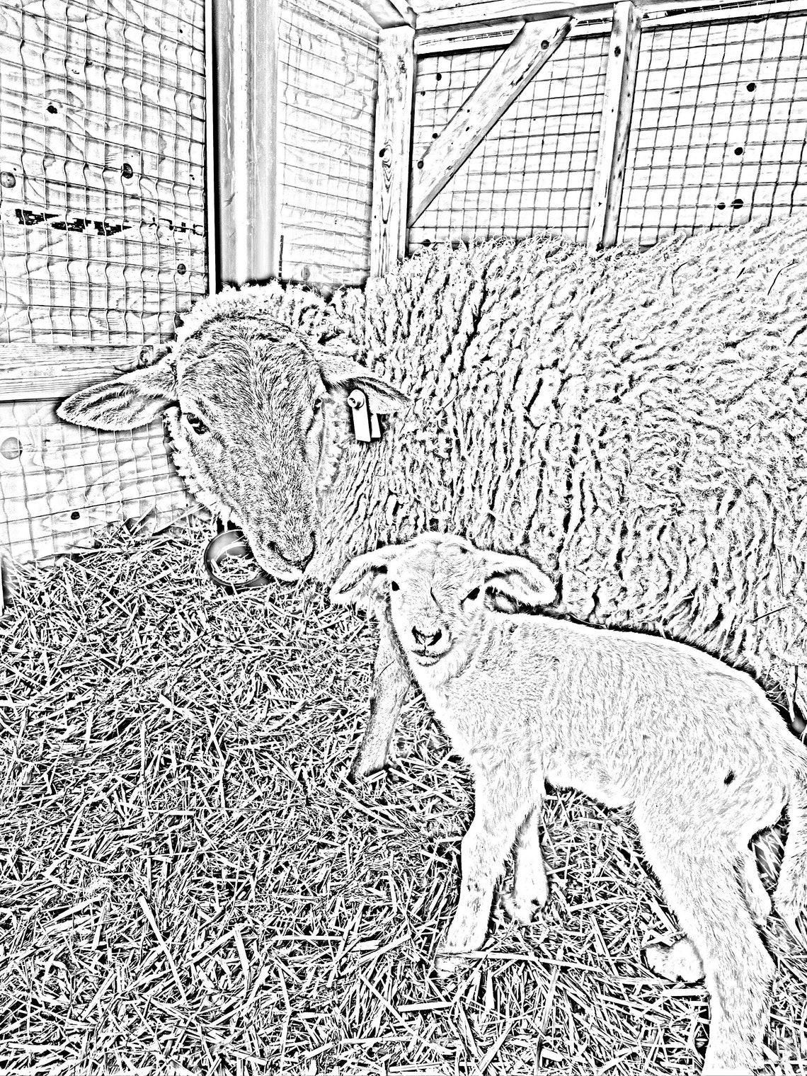 Realistic Farm Animal Colouring Pages - Etsy Canada