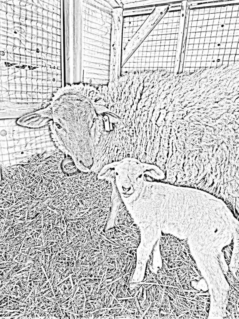 Realistic Farm Animal Colouring Pages - Etsy Canada