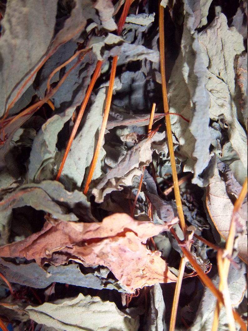 Dried Jewelweed Instant Relief of POISON IVY Sumac & Oak. Etsy