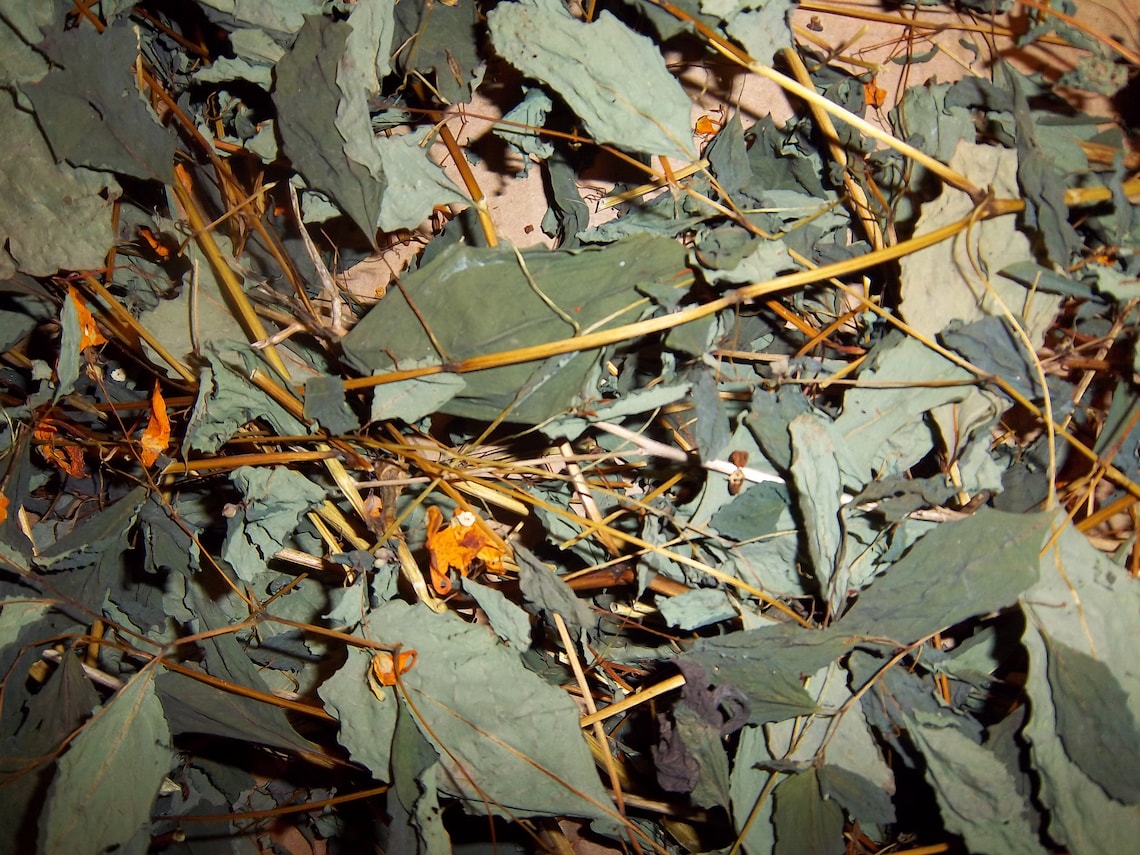Jewelweed Dried 2 Oz Organic Poison Ivy Oak Sumac Make Soap Skincare Etsy