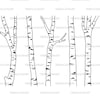 Premium Birch Tree Clipart & Vector Set - Birch Tree Clip Art, Birch ...