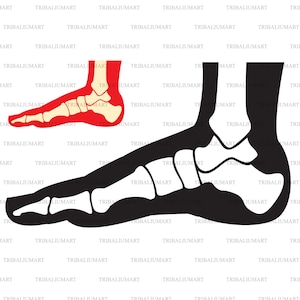 May include: A black and white illustration of the bones in a human foot. The foot is shown from the side, with the toes pointing to the right. The bones are clearly visible, and the illustration is detailed and accurate.