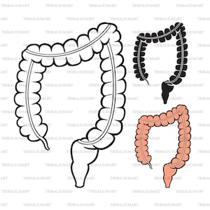 May include: A diagram of the human digestive system, showing the large intestine in three different stages: outline, black, and pink.
