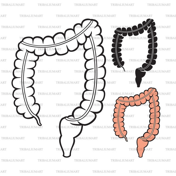 Large intestine. Cut files for Cricut. Clip Art silhouette (eps, svg, pdf, png, dxf, jpeg).