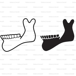 Menselijke kaakbeen. Knip bestanden voor de Cricut. Illustraties (EPS, SVG, PDF, PNG, DXF, JPEG).