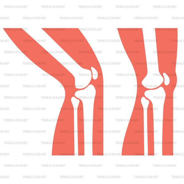 Human knee joint anatomy. Cut files for Cricut. Clip Art (eps, svg, pdf, png, dxf, jpeg).