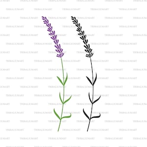 Fiore di lavanda. Taglia i file per Cricut. Clip Art silhouette (eps, svg, pdf, png, dxf, jpeg).