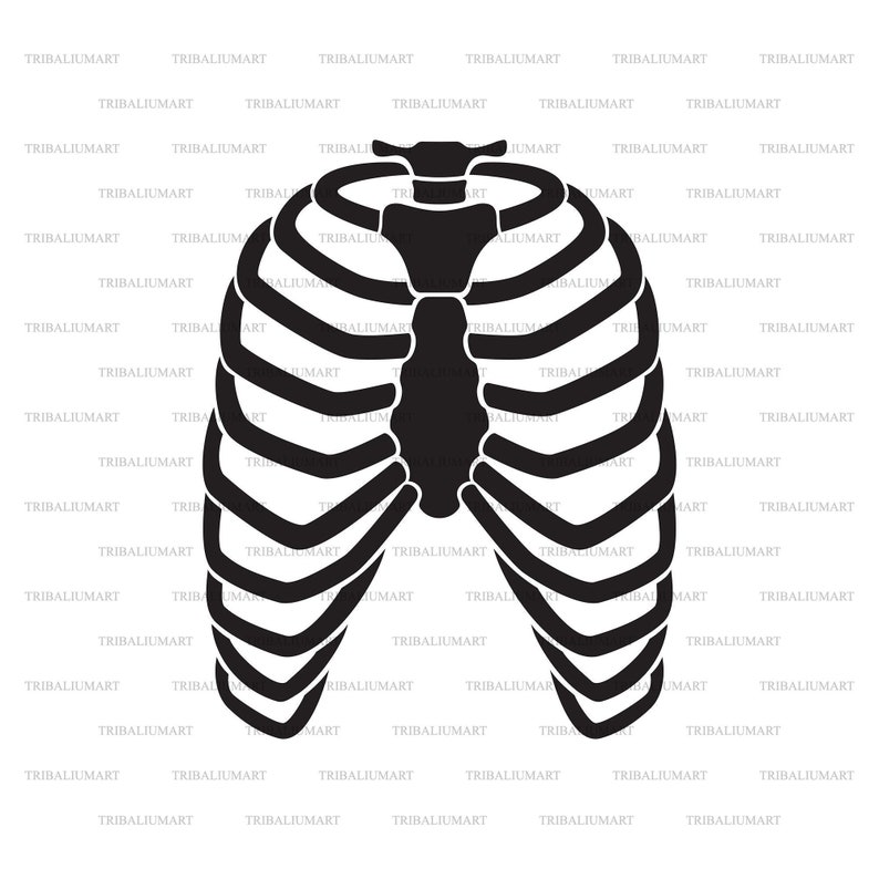 Human Rib Cage Skeleton. Cut Files for Cricut. Clip Art - Etsy Hong Kong