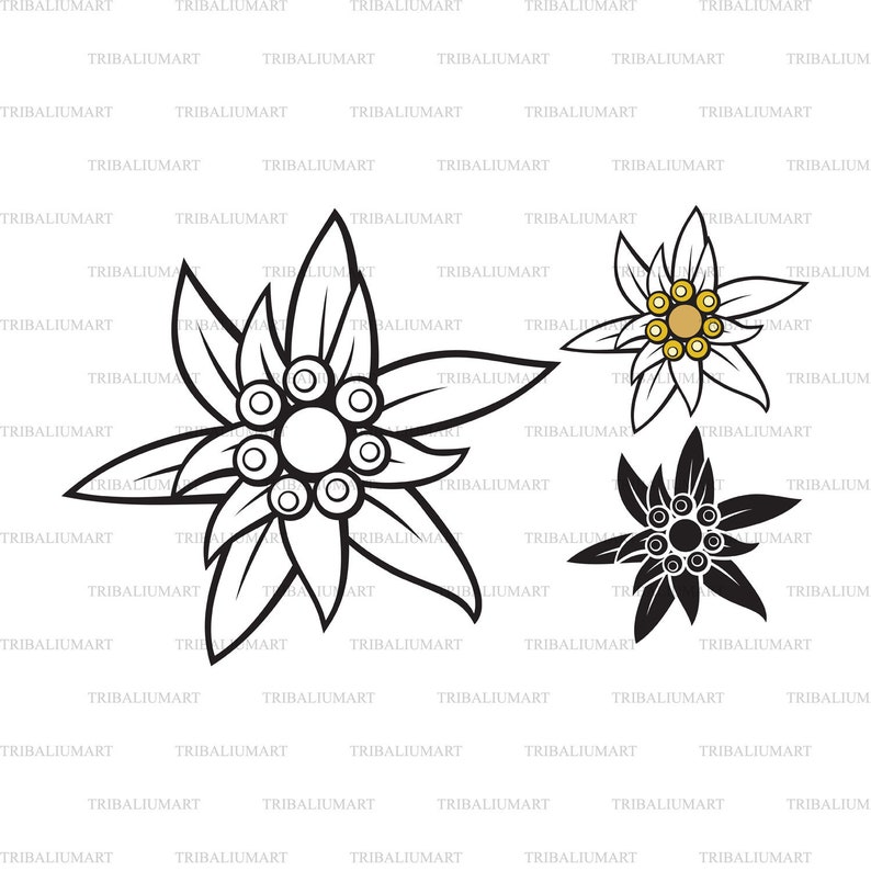 Edelweiss flower. Cut files for Cricut. Clip Art silhouettes eps, svg, pdf, png, dxf, jpeg. image 1