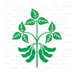 Planta de soja. Cortar archivos para Cricut. Siluetas Clip Art (eps, svg, pdf, png, dxf, jpeg).