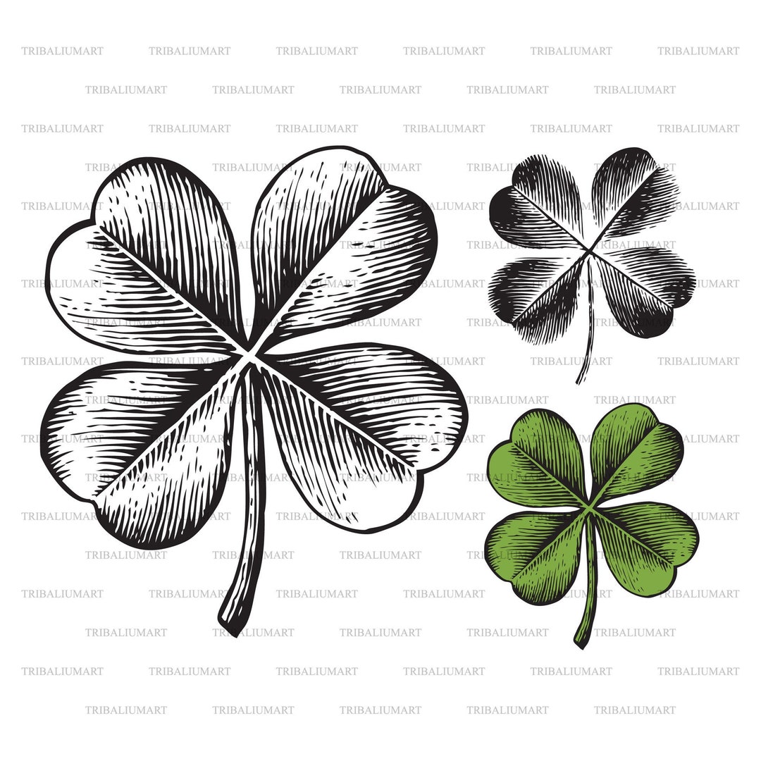 Four-leaf Clover - Vintage Engraved Illustration in Hand
