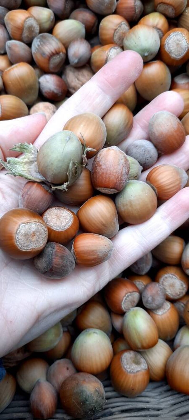 Hazelnut Hazelnut Nut Lucky Charm / European Hazelnut / Common Etsy