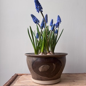 May include: A ceramic pot with a plant of blue grape hyacinths. The flowers are a deep blue, with a cluster of small, bell-shaped blossoms. The pot is brown with a decorative design, sitting on a wooden surface.