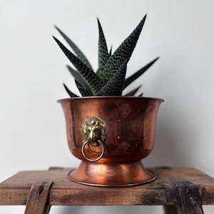 May include: A copper planter with a brass lion's head ring handle contains a succulent plant with dark green, pointed leaves. The planter sits on a rustic wooden stool, creating a vintage aesthetic. The copper has a warm, reddish-brown hue.