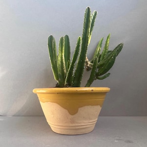 May include: A potted cactus with green, upright stems and small white dots. The plant is in a yellow and beige ceramic pot. The pot has a wide rim and a slightly tapered shape. The background is a solid gray.