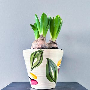 May include: A potted hyacinth plant with bright green leaves sprouting from bulbs. The cream ceramic pot has a hand-painted design of green leaves, yellow, and pink floral accents. The pot sits on a dark surface against a grey background.