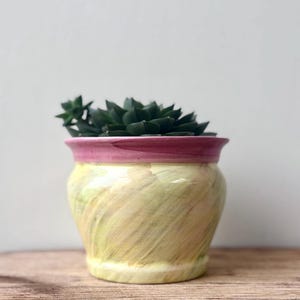 Puede incluir: Una pequeña maceta de cerámica con una planta suculenta. La maceta tiene una base amarilla con pinceladas verdes y crema, un borde rosa y una suculenta verde oscuro. La maceta está sobre una superficie de madera.