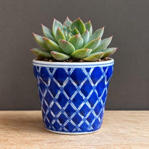 May include: A succulent plant with thick, pointed, light green leaves featuring reddish tips, potted in a cylindrical ceramic planter. The planter has a deep blue glaze with a white, hand-painted diamond lattice pattern and a solid white rim.