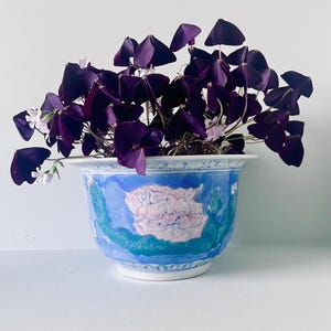 May include: A purple plant with heart-shaped leaves and small white flowers in a blue and white ceramic planter. The planter has a floral design in pink and green.