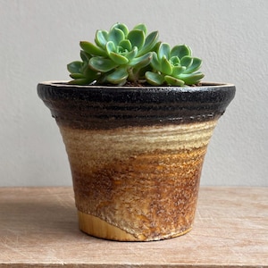 Pode incluir: Uma planta suculenta verde num vaso de cerâmica com rebordo alargado. O vaso apresenta um vidrado texturado que transita de um rebordo preto escuro para uma secção central creme mais clara e uma base castanha quente e salpicada.