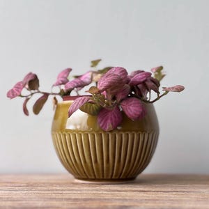 May include: A small, round, olive-green ceramic planter with vertical ribbed detailing. The planter holds a vibrant plant with deep purple and green leaves. The plant's stems extend outward, creating a natural, decorative display.