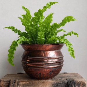 May include: A vibrant green fern with wavy, ruffled leaves planted in a round, hammered copper pot. The metallic planter features a wide, flared rim and three horizontal embossed rings encircling the midsection, showcasing a rich, dark patina.