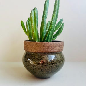 May include: A green cactus plant in a speckled, olive-green ceramic pot with a brown rim. The cactus has multiple upright, segmented stems. The pot has a rounded shape and sits on a white surface.
