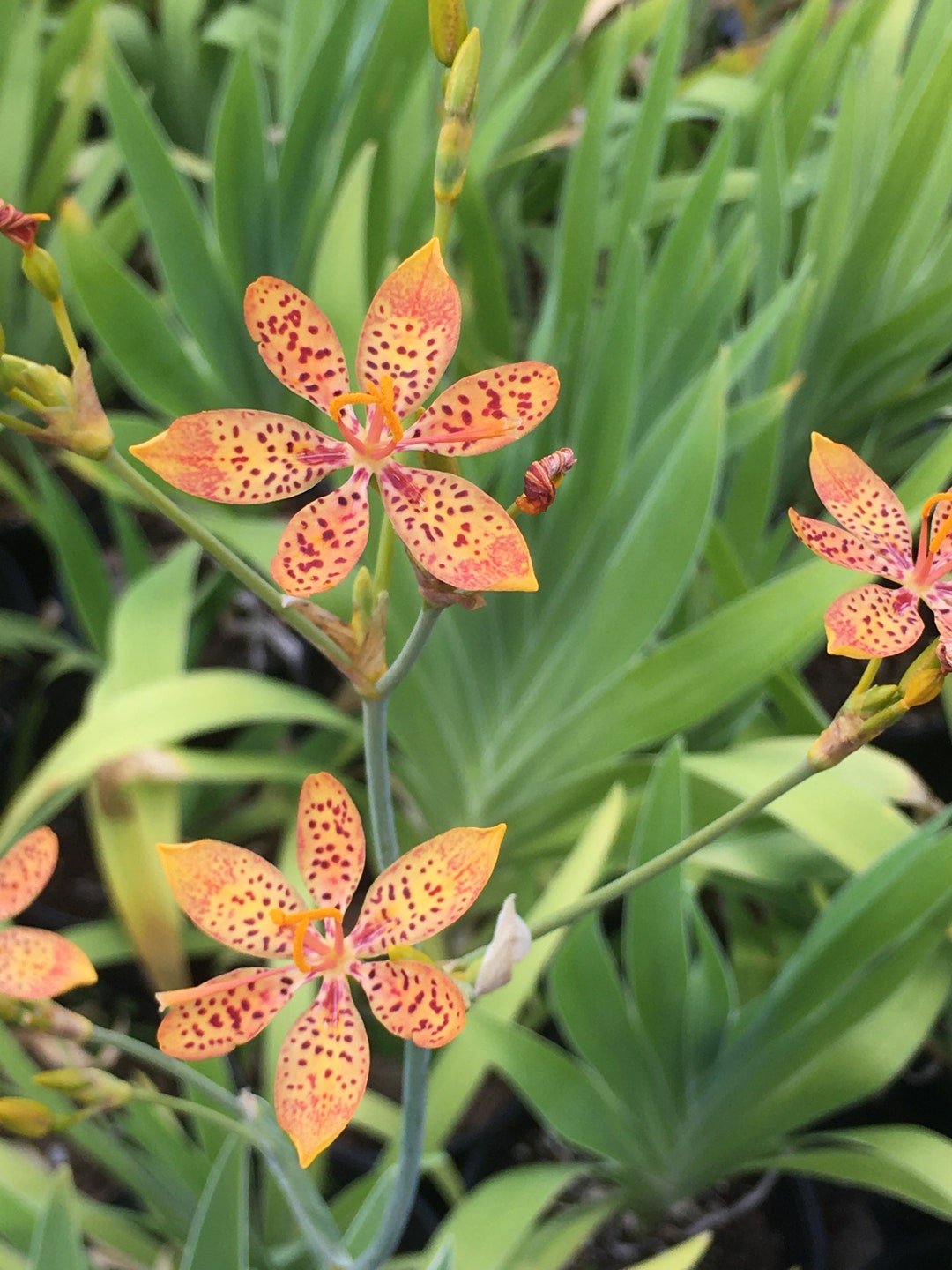 Iris Domestica, -blackberry Lily, Leopard Lily- Fully Rooted PLANT