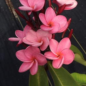 May include: Close-up of a cluster of pink plumeria flowers with yellow centers. The flowers have multiple layers of petals and are in full bloom. The stems are a deep red color, and the leaves are green.