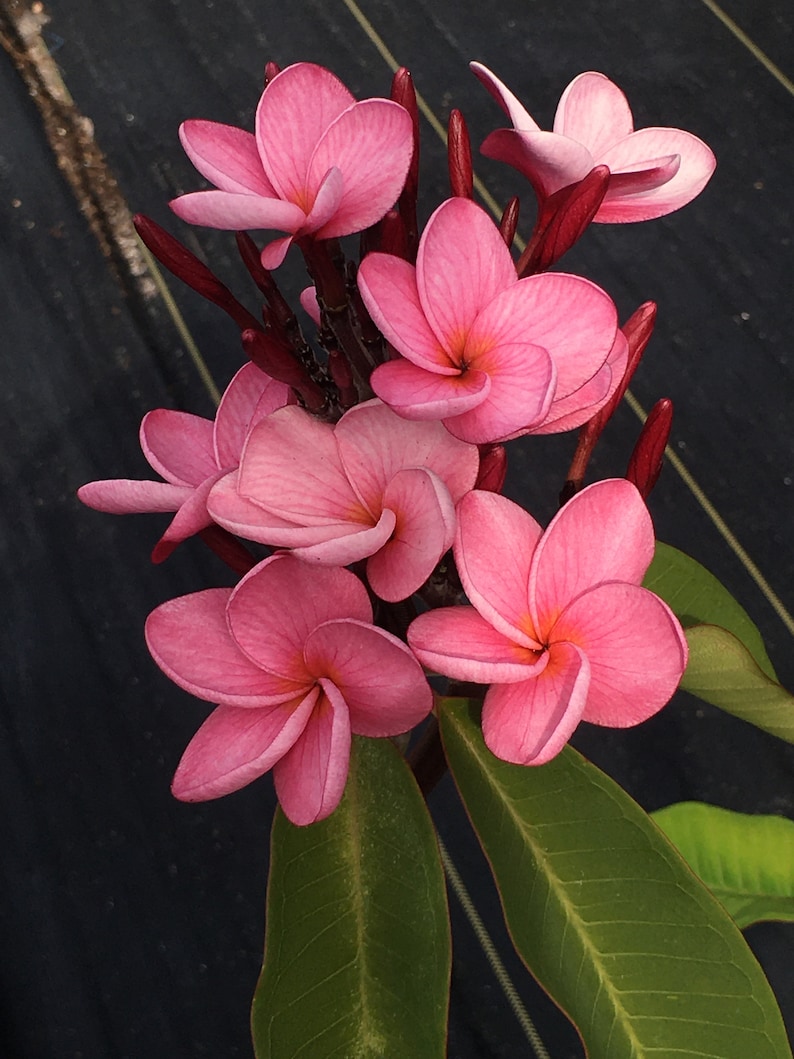 May include: Close-up of a cluster of pink plumeria flowers with yellow centers. The flowers have multiple layers of petals and are in full bloom. The stems are a deep red color, and the leaves are green.