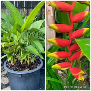 Heliconia Rostrata, Hanging Lobster Claw, 1 Live RHIZOME.