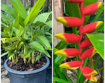 Heliconia Rostrata, Hanging Lobster Claw, 1 Live RHIZOME. Please READ DESCRIPTION.