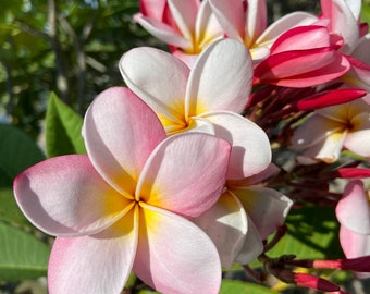 Rooted Plumeria Frangipani SEEDLING, Pink Color Flower, Well Rooted, 7&quot;+ tall. Please Read Description.