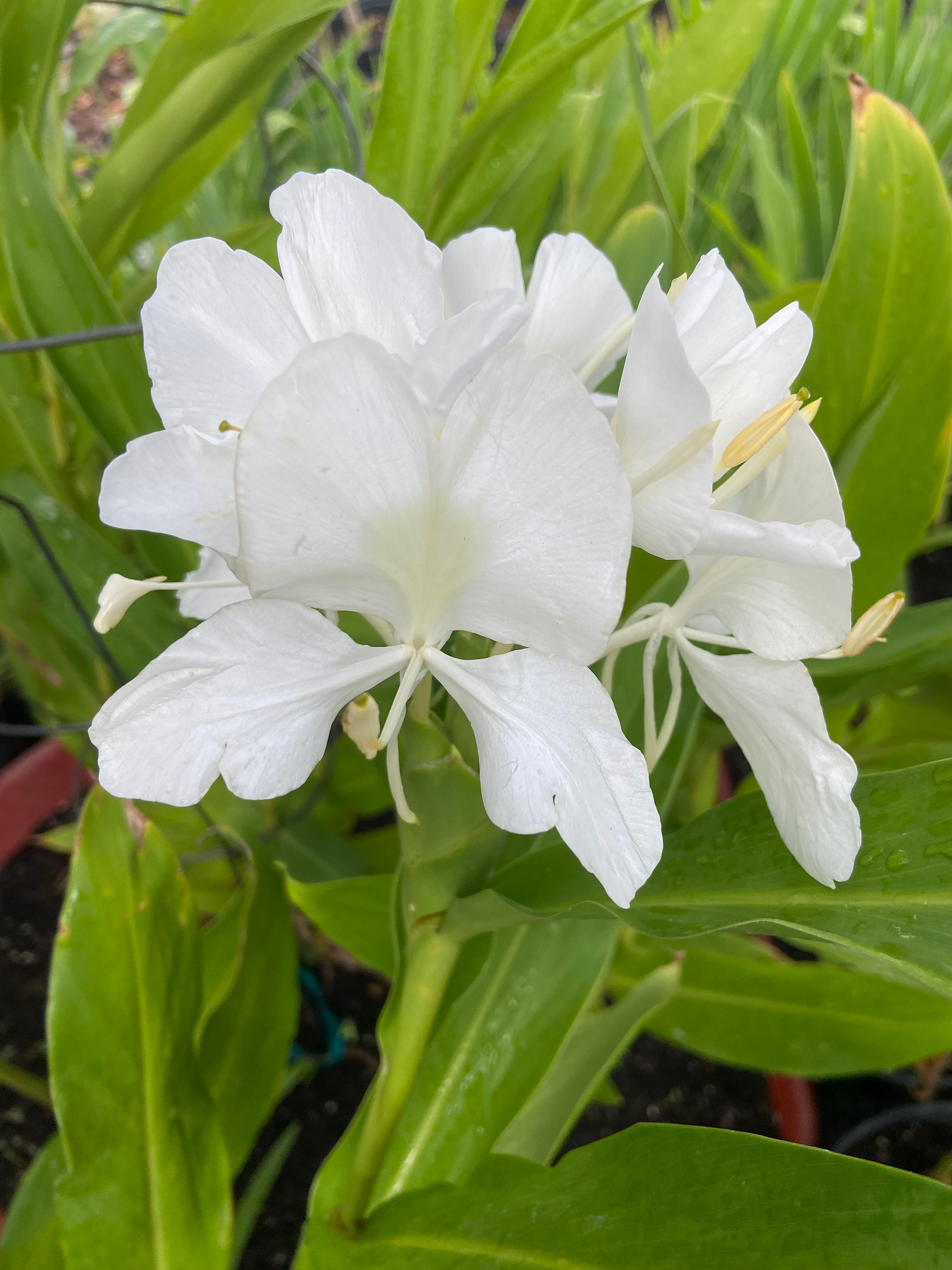 White Butterfly Ginger Lily Rhizome. 1 RHIZOME. Please READ DESCRIPTION.