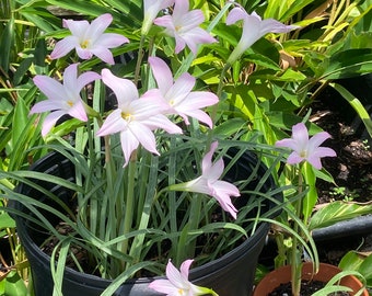 Pink Rain Lily Bulb, 5 Bulbs. well rooted.