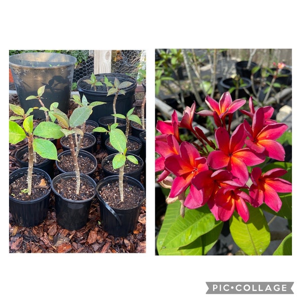 Hawaiian Plumeria Frangipani SEEDLING, Red Color Flower, Well Rooted, 7"-10" tall, 1-2 years old.