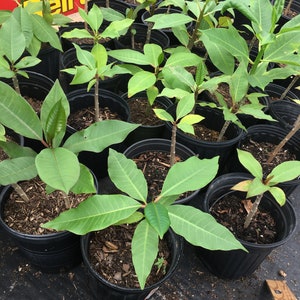 May include: A collection of young plants in black plastic pots. The plants have green leaves and brown stems. The pots are arranged closely together on a black surface. The sign in the background says "Sell & Trade".