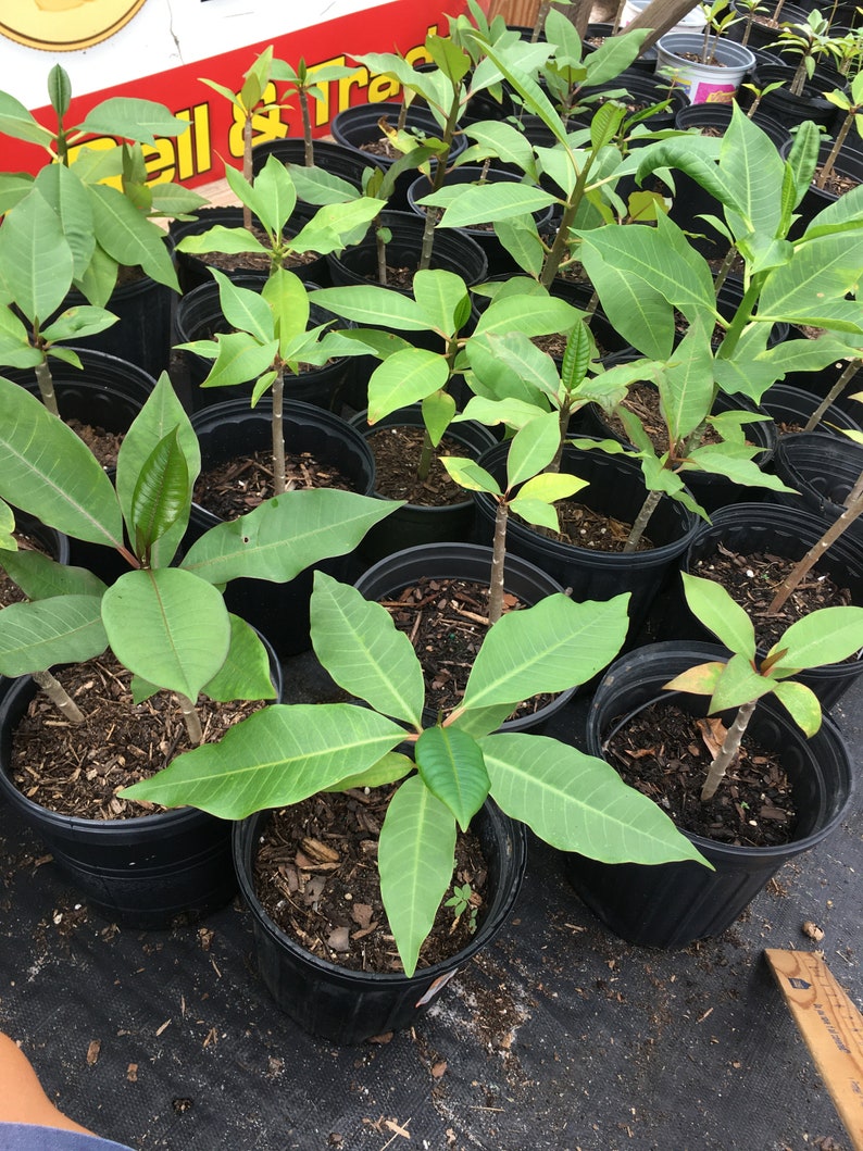 May include: A collection of young plants in black plastic pots. The plants have green leaves and brown stems. The pots are arranged closely together on a black surface. The sign in the background says "Sell & Trade".