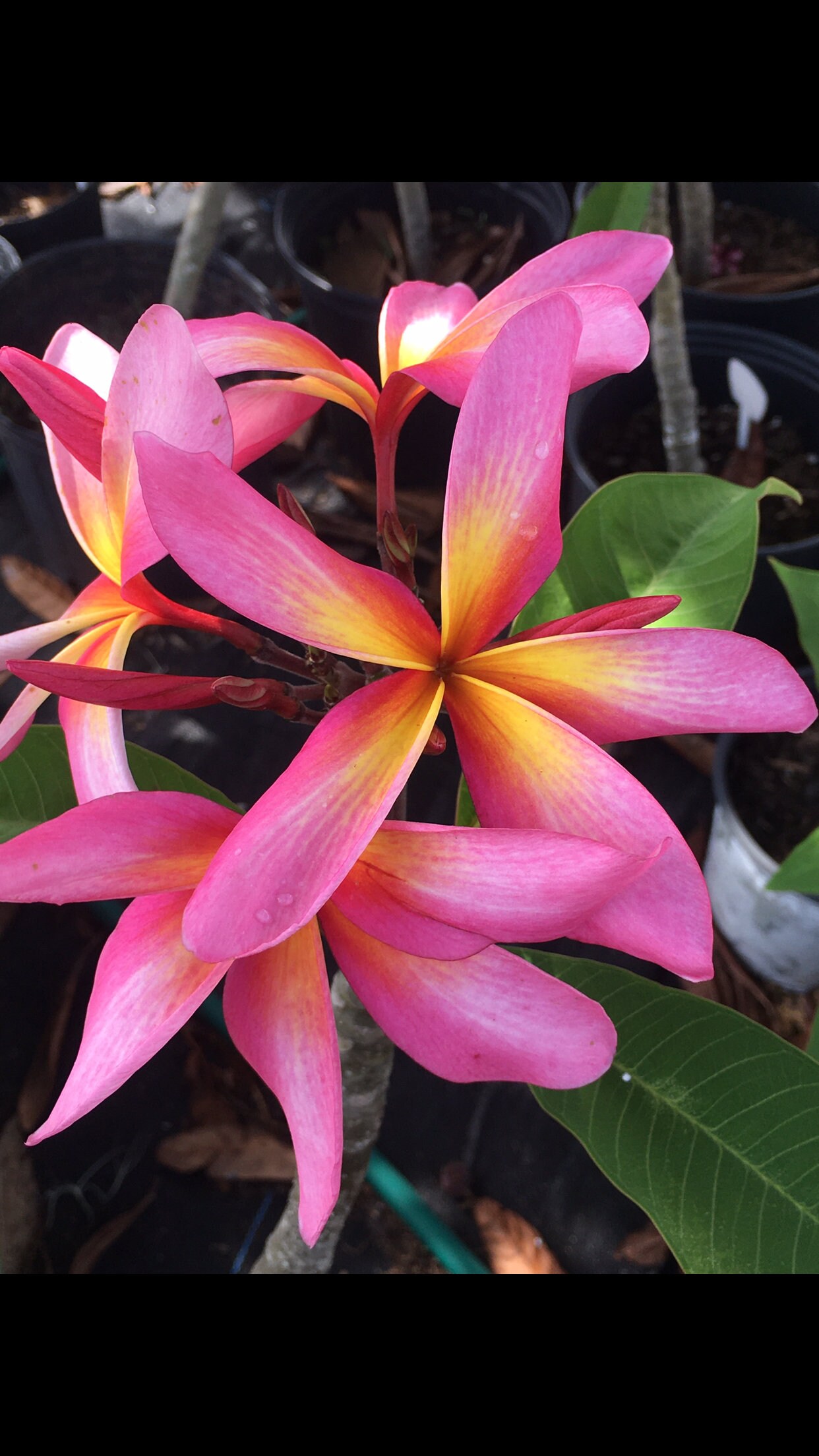 Exotic Thailand Purple Plumeria Plant - Frangipani - 8-10 Exotic Thailand Purple Plumeria Plant - Frangipani - 8-10