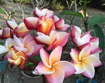 Rare Hilo Beauty Plumeria Dark Red Cutting 8-12 Inch - Etsy